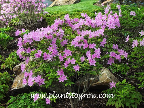 Korean Rhododendron (rhododendron yedoense var. pouchanense)
(May 19th)